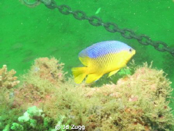 This is a damselfish I photographed off the coast of Dest... by Jd Zugg 